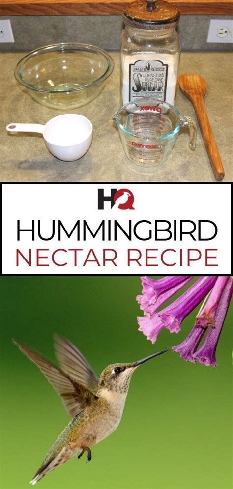 Recipe hummingbird food nectar. Things To Know About Recipe hummingbird food nectar. 
